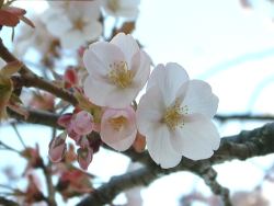 桜１０