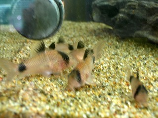 さて何匹いると思う?