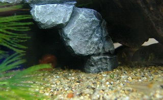 小さな穴倉のコリ