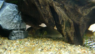 流木の下のコリ