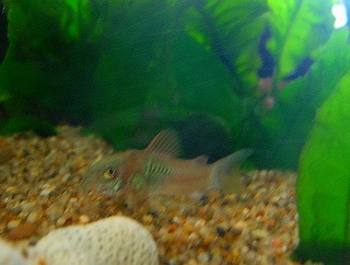 ベネズエラオレンジ