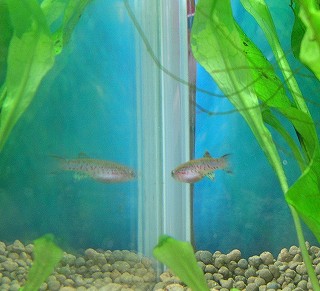 ガードネリィの仔