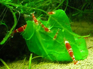 ビーうじゃうじゃ