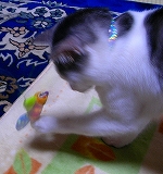 みーとおもちゃ