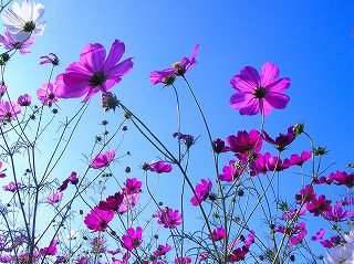コスモス