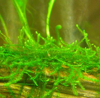 ミナミヌマエビの仔