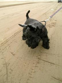 ニオイかいでます