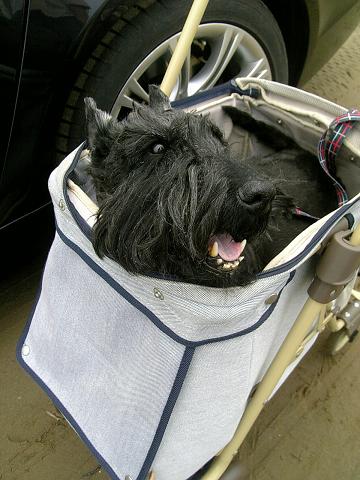 楽しかったフィ