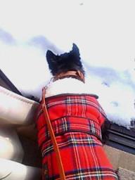 部屋から雪を食べるるー