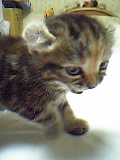 チェリーちゃん