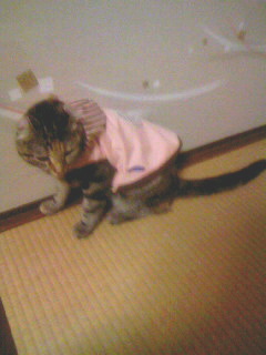 可愛いでしょ？