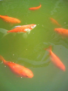 金魚２