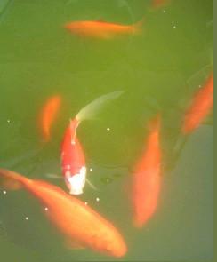 金魚たち２