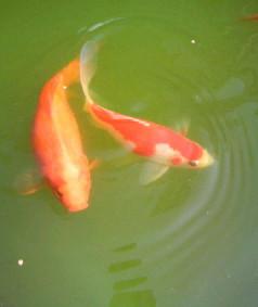 金魚たち
