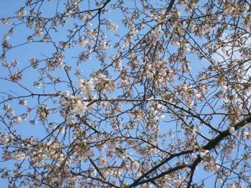 健康ランチ 006.jpg