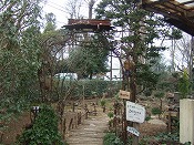 ゼルコバ 001.jpg