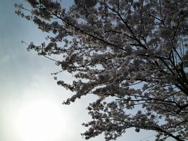 桜　2.jpg