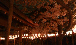 お花見