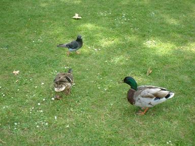 鴨と鳩1