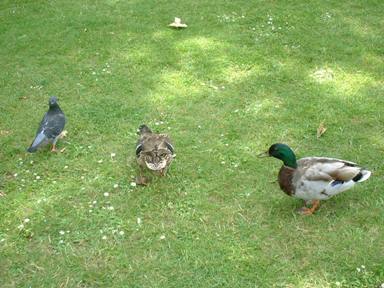 鴨と鳩2