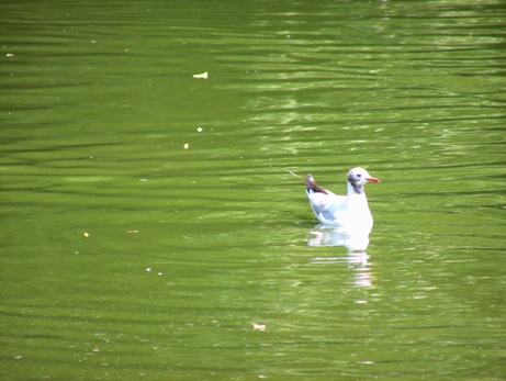 かわった鳥