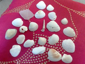 貝殻.jpg