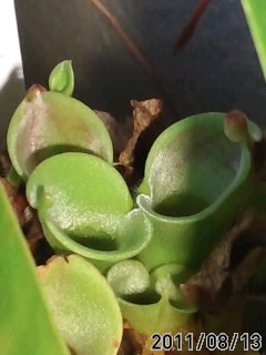 H.ﾐﾉｰﾙ×ﾍﾃﾛﾄﾞｸｻ