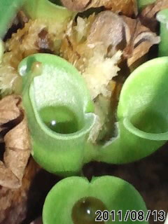 H.ﾐﾉｰﾙ×ﾍﾃﾛﾄﾞｸｻ