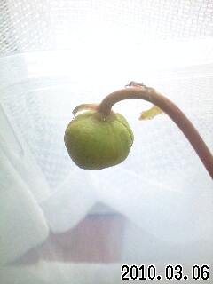 S.ﾐﾉｰﾙのつぼみ(H22)