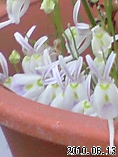 U.ｻﾝﾀﾞｰｿﾆｰ