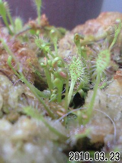 D.ｱﾝｸﾞﾘｶ