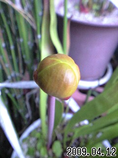 S.ﾌﾗﾊﾞの花芽