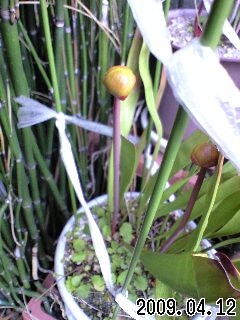 S.ﾌﾗﾊﾞの花芽