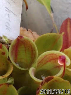 H.ﾐﾉｰﾙ×ﾍﾃﾛﾄﾞｸｻ