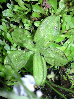 Ｐ．ルシタニカ