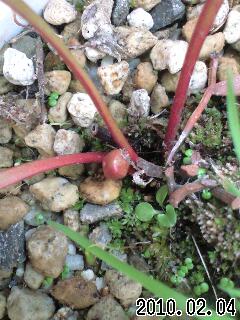 S.ﾐﾉｰﾙのつぼみ(H22)