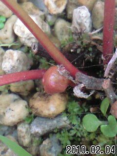 S.ﾐﾉｰﾙのつぼみ(H22)