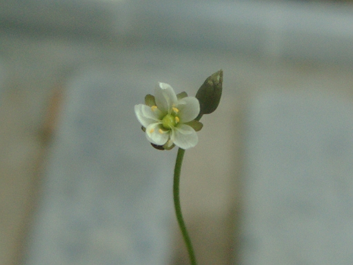 Ｄ．アングリカの花