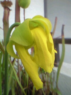 S.フラバの花