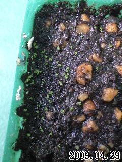 P.ﾙｼﾀﾆｶの実生苗