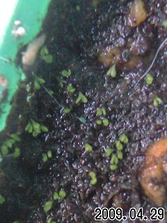 P.ﾙｼﾀﾆｶの実生苗