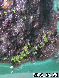 P.ﾙｼﾀﾆｶの実生苗