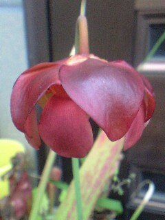 S.プルプレアの花