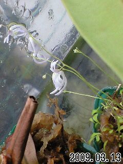 U.ｻﾝﾀﾞｰｿﾆｰ