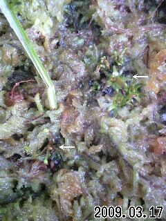 D.ｱﾝｸﾞﾘｶ