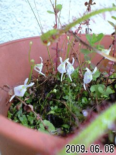 U.ｻﾝﾀﾞｰｿﾆｰ