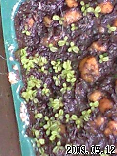 P.ﾙｼﾀﾆｶの実生苗