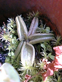 Ｐ．ルシタニカ