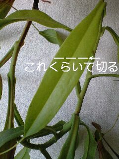 N.アラタの挿し木