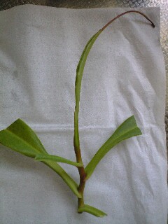 N.アラタの挿し木